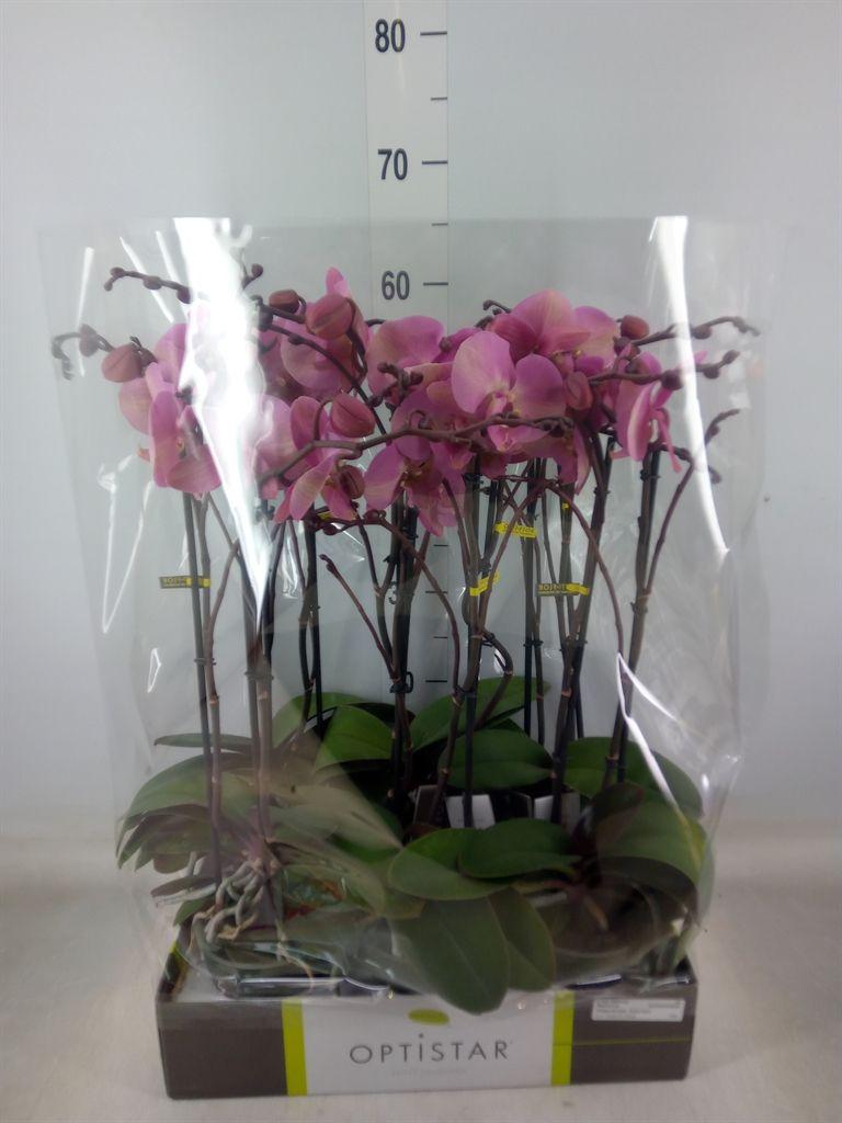 Горшечные цветы и растения оптом Phalaenopsis   ...rose от 6шт из Голландии с доставкой по России