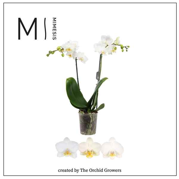 Горшечные цветы и растения оптом Phal 2st Mini White от 12шт из Голландии с доставкой по России