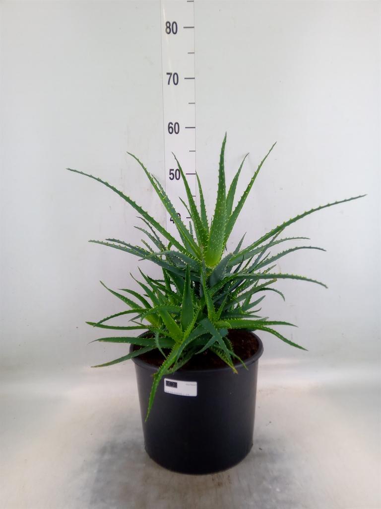 Горшечные цветы и растения оптом Aloe Arborescens от 2шт из Голландии с доставкой по России