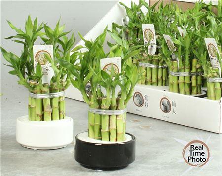 Горшечные цветы и растения оптом Dra Lucky Bamboo 2 Rings от 13шт (для телеги) из Голландии с доставкой по России