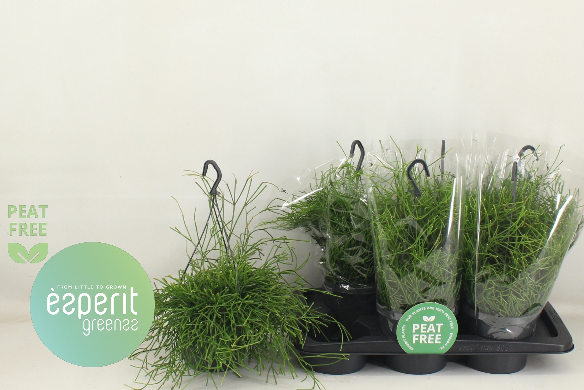 Горшечные цветы и растения оптом Rhipsalis Easy Sweet от 6шт из Голландии с доставкой по России