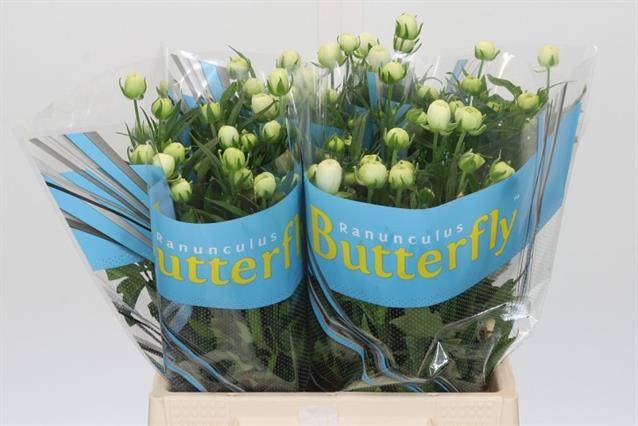 Срезанные цветы оптом Ranunculus butterfly ninos от 40шт из Голландии с доставкой по России Срезанные цветы оптом Ranunculus butterfly ninos от 40шт из Голландии с доставкой по России