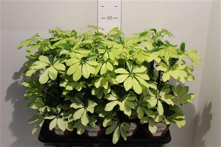 Горшечные цветы и растения оптом Schef Ar Melanie от 8шт из Голландии с доставкой по России