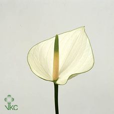 Срезанные цветы оптом Anthurium snowy от 15шт из Голландии с доставкой по России