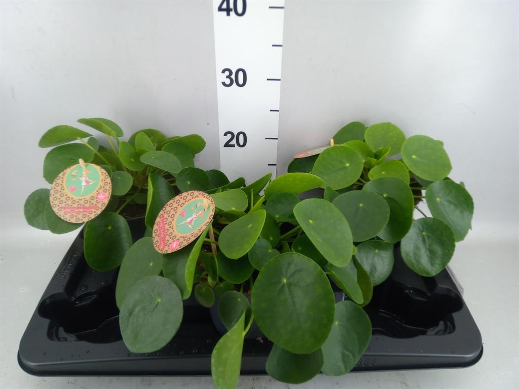 Горшечные цветы и растения оптом Pilea Peperomioides от 3шт из Голландии с доставкой по России