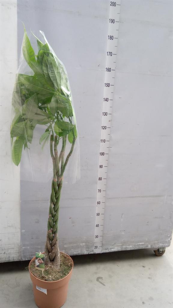 Горшечные цветы и растения оптом Pachira Aquatiqa Twisted Stem от 1шт из Голландии с доставкой по России