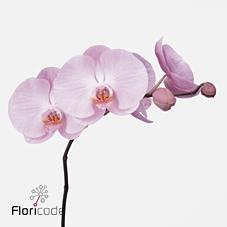 Срезанные цветы оптом Phalaenopsis tikal (per stem) от 12шт из Голландии с доставкой по России