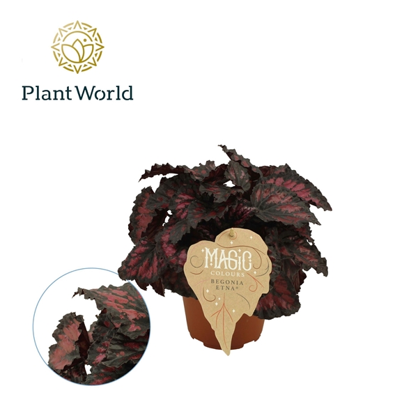 Горшечные цветы и растения оптом Begonia Rex Etna от 8шт (для телеги) из Голландии с доставкой по России