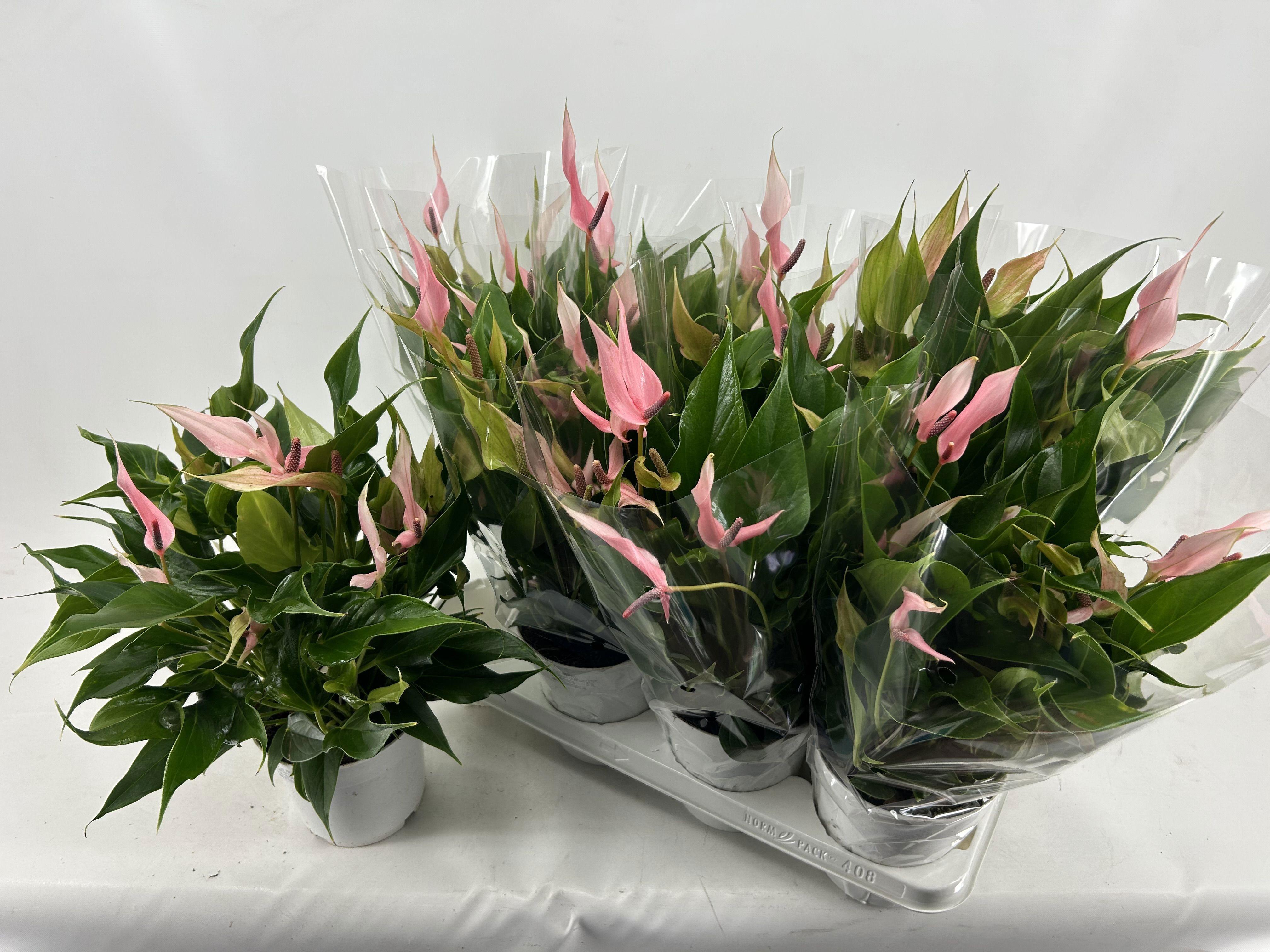 Горшечные цветы и растения оптом Anthu Lilli от 8шт из Голландии с доставкой по России