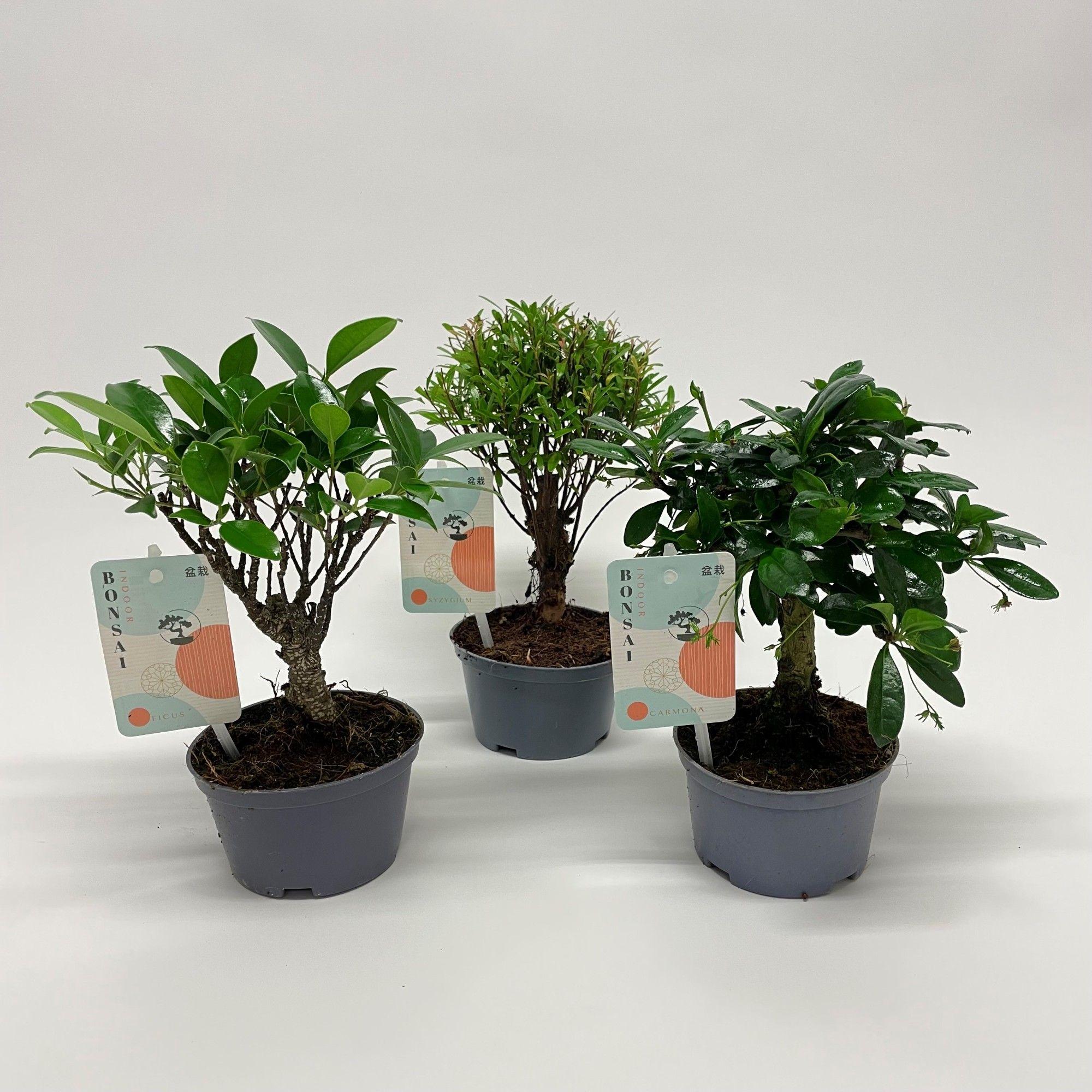 Горшечные цветы и растения оптом Bonsai Mix от 8шт из Голландии с доставкой по России