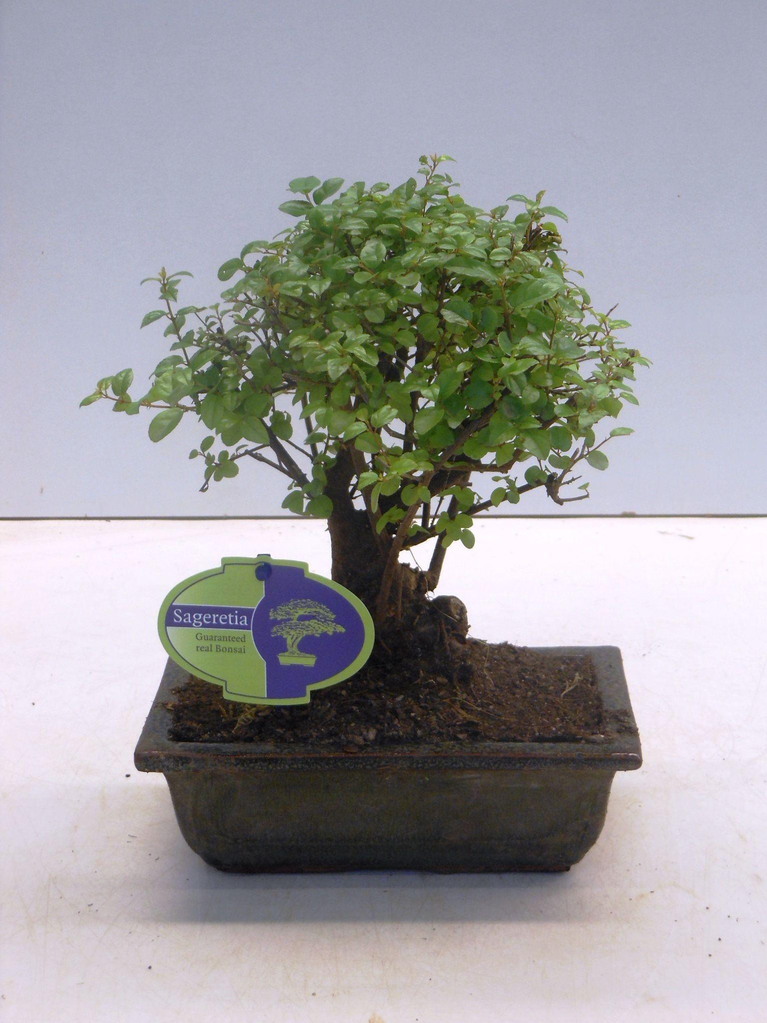 Горшечные цветы и растения оптом Sageretia Theezans, Broom, Without Drip Tra от 7шт из Голландии с доставкой по России