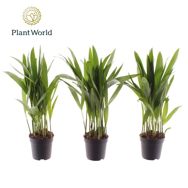 Горшечные цветы и растения оптом Dypsis Lutescens (decorum) от 16шт (для телеги) из Голландии с доставкой по России