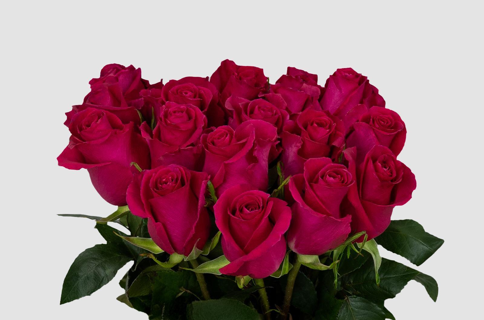 Срезанные цветы оптом Rosa ec gotcha от 125шт из Голландии с доставкой по России