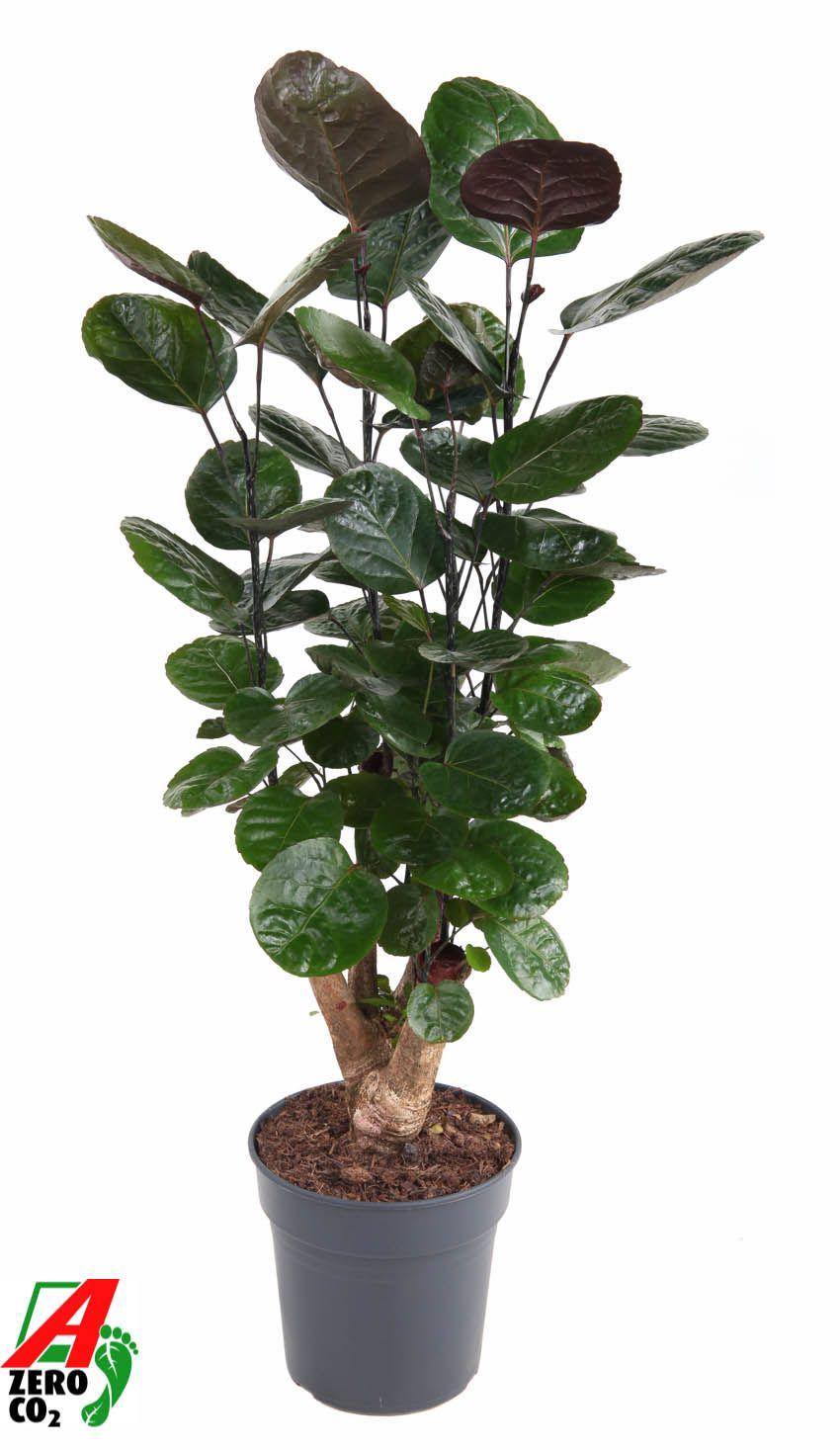 Горшечные цветы и растения оптом Polyscias Fabian Branched от 1шт из Голландии с доставкой по России