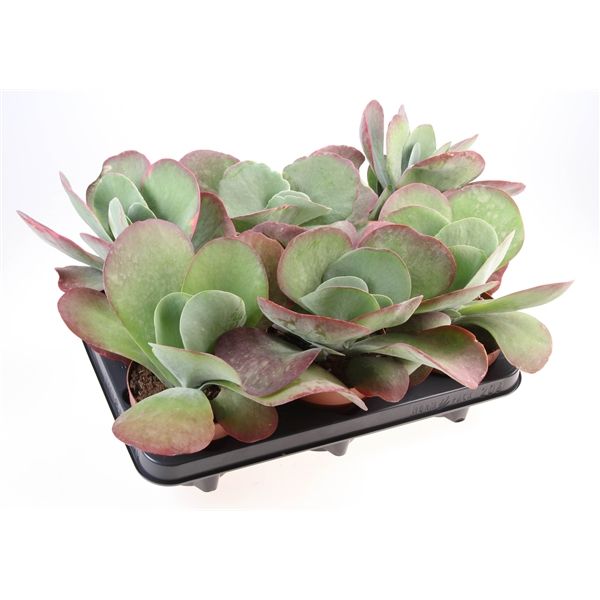 Горшечные цветы и растения оптом Kalanchoe Thyrsiflora Red Lips от 6шт из Голландии с доставкой по России