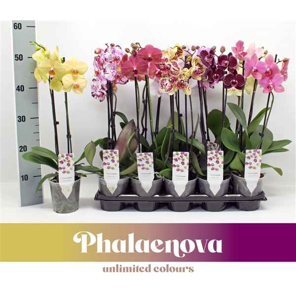 Горшечные цветы и растения оптом Phal 2st Basic Mix 12+ ( Phalaenova ) от 10шт из Голландии с доставкой по России