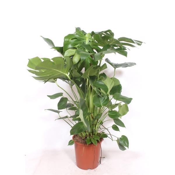 Горшечные цветы и растения оптом Monstera Deliciosa Wood Stick от 1шт из Голландии с доставкой по России