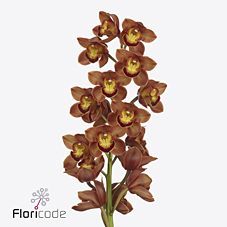 Срезанные цветы оптом Cymbidium brown australian price от 12шт из Голландии с доставкой по России