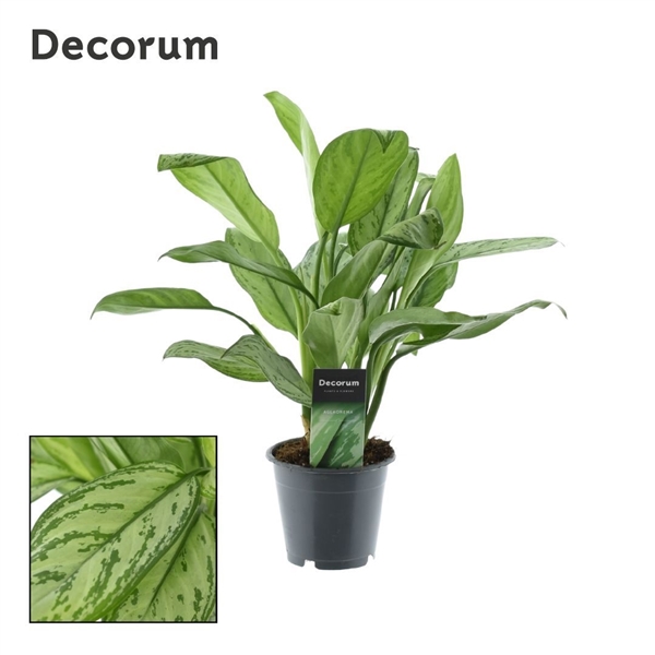 Горшечные цветы и растения оптом Aglaonema Maria Christina (decorum) от 10шт из Голландии с доставкой по России