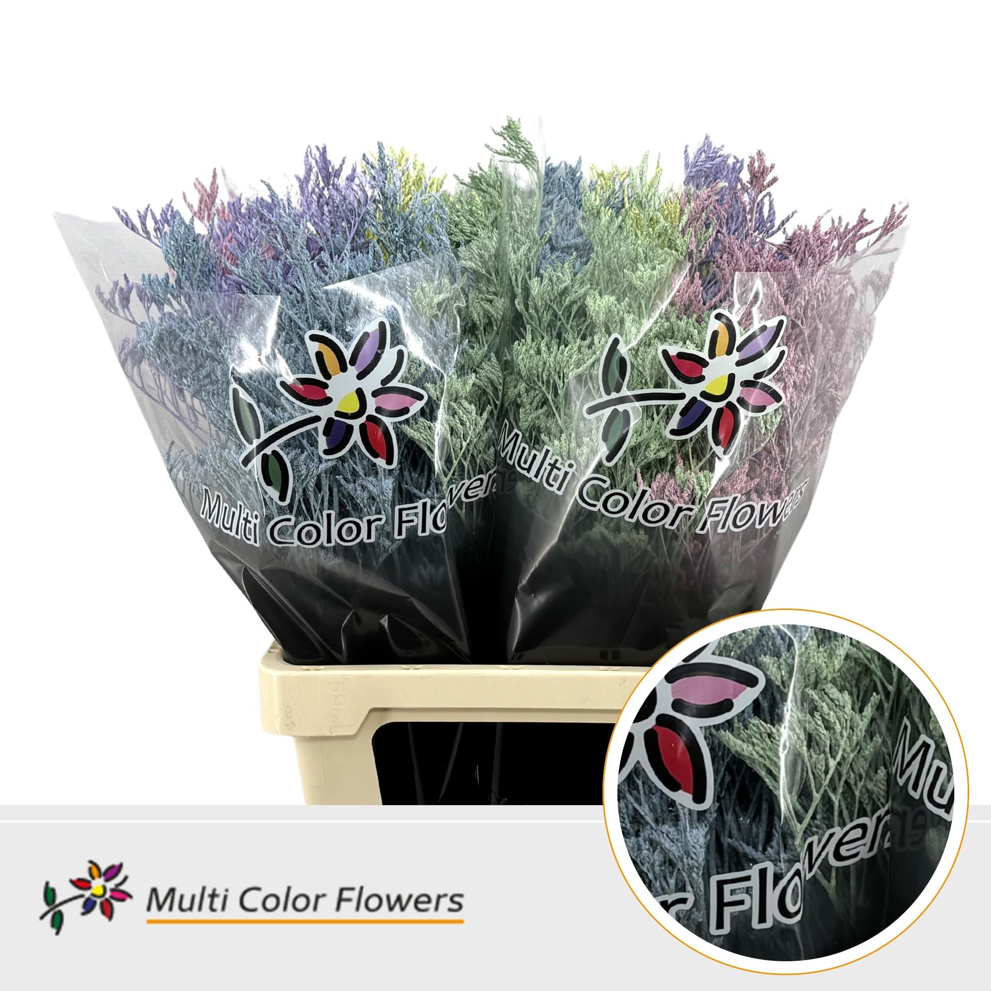 Срезанные цветы оптом Limonium paint mix pastel от 50шт. из Голландии с доставкой по России