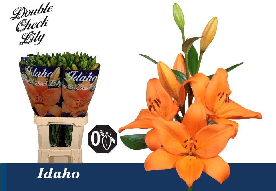 Срезанные цветы оптом Lilium la idaho от 50шт из Голландии с доставкой по России