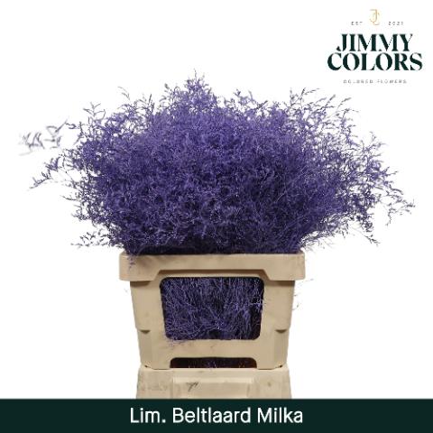 Срезанные цветы оптом Limonium beltlaard paint milka от 50шт из Голландии с доставкой по России