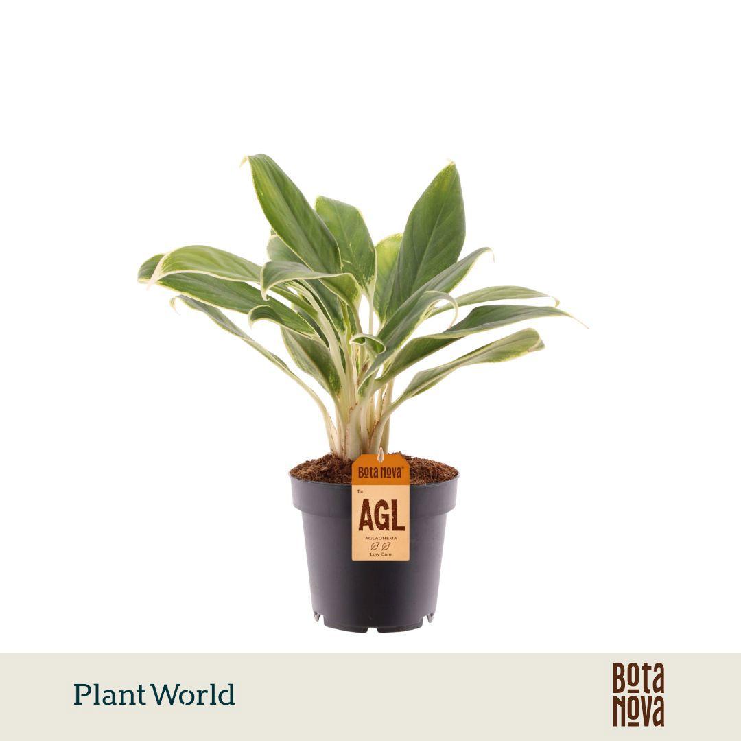 Горшечные цветы и растения оптом Aglaonema White Lime от 10шт из Голландии с доставкой по России