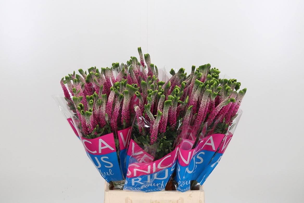 Срезанные цветы оптом Veronica smart bizarre от 150шт из Голландии с доставкой по России