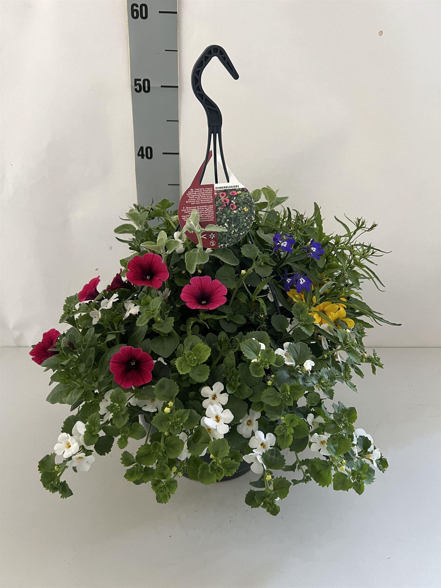 Горшечные цветы и растения оптом Hanging Plant   ... от 1шт из Голландии с доставкой по России
