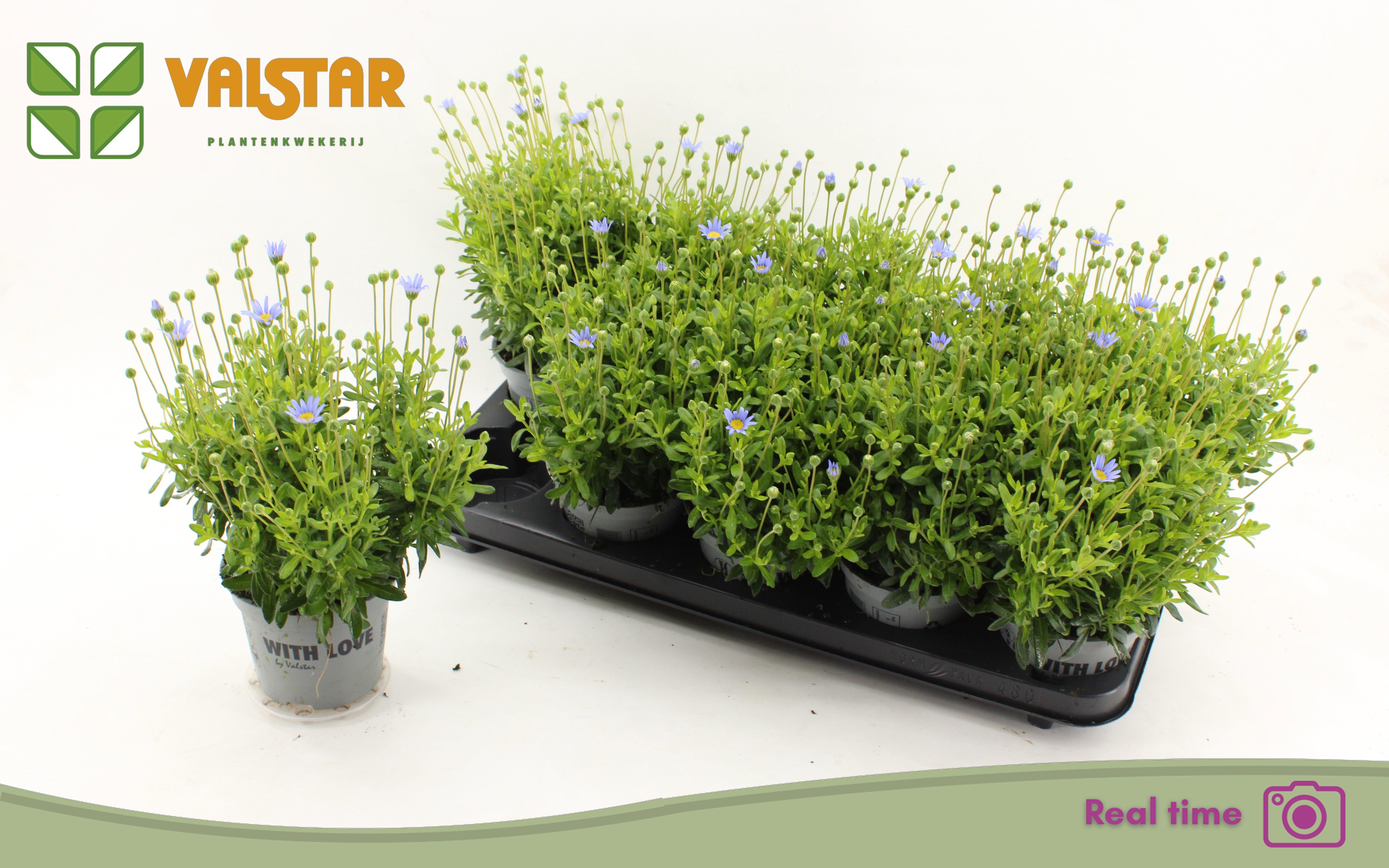 Горшечные цветы и растения оптом Feli Am Felicit Blue от 10шт из Голландии с доставкой по России