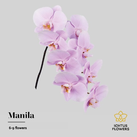 Срезанные цветы оптом Phalaenopsis manila (per stem) от 15шт.. из Голландии с доставкой по России