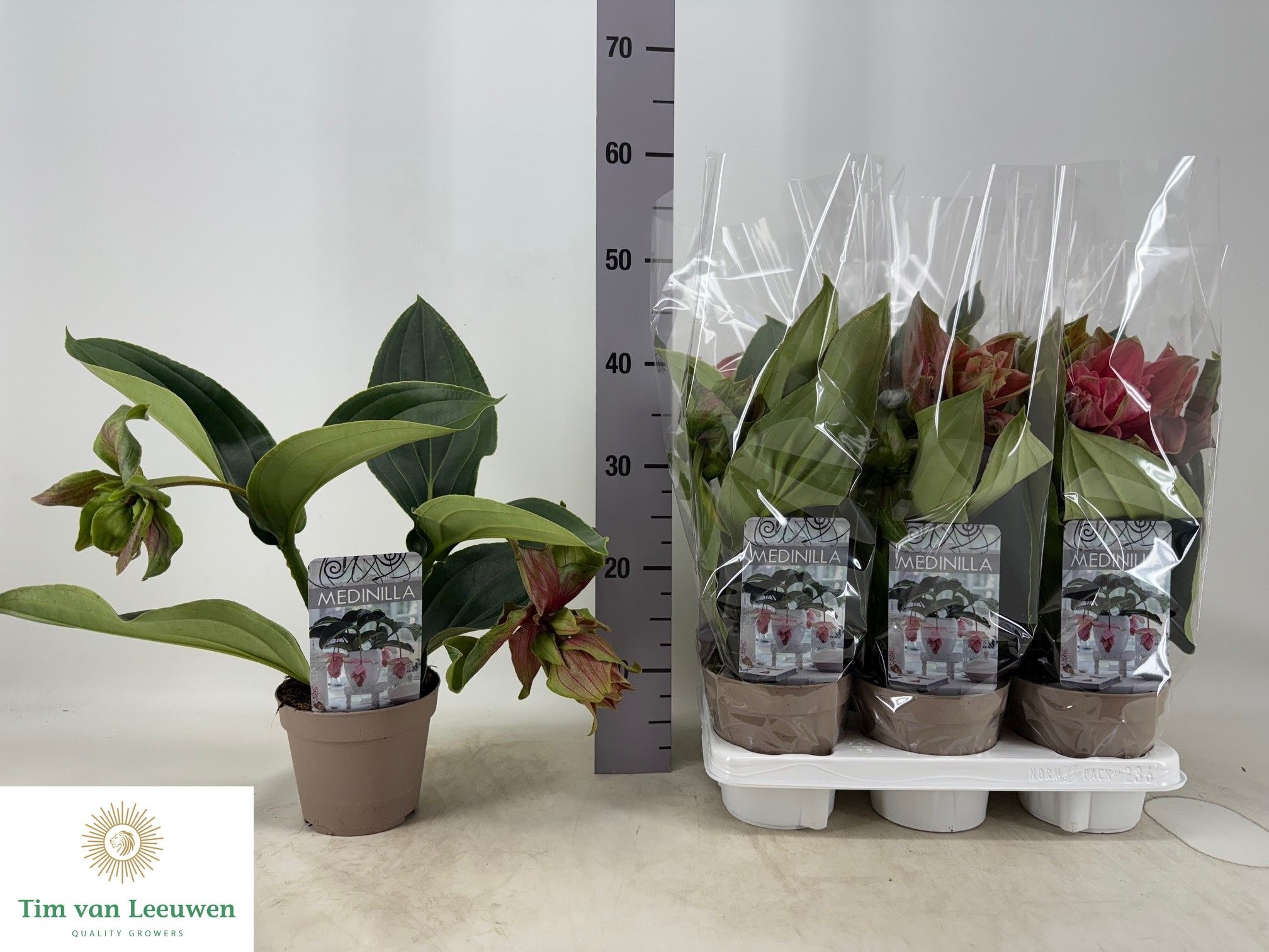 Горшечные цветы и растения оптом Medin Dolce Rossa от 6шт из Голландии с доставкой по России