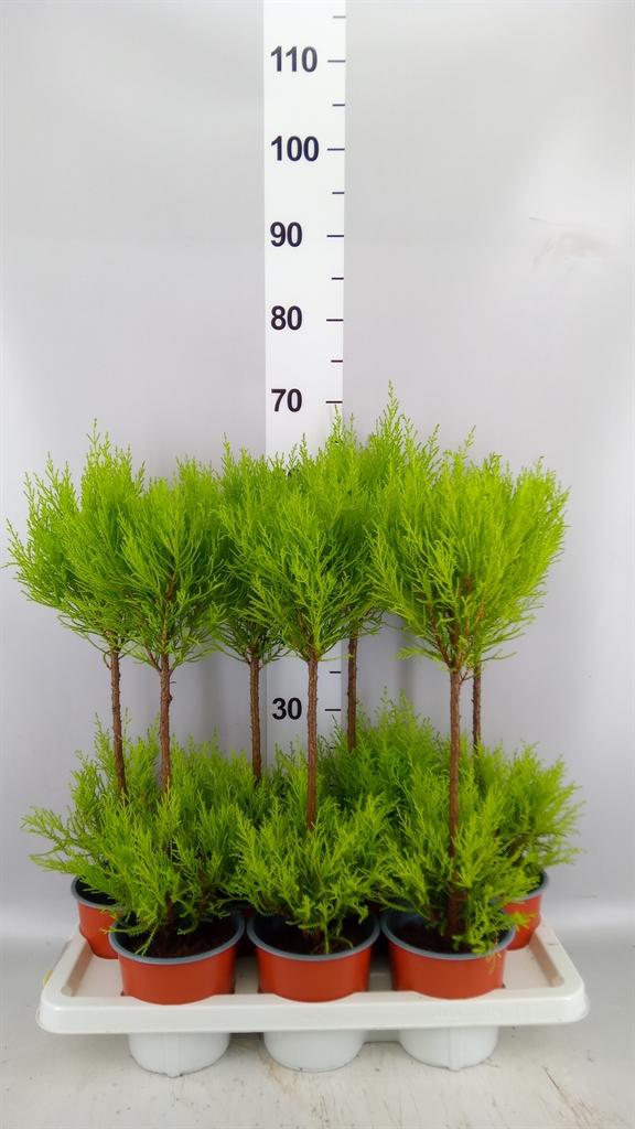 Горшечные цветы и растения оптом Cupressus Goldcrest Wilma от 7шт из Голландии с доставкой по России