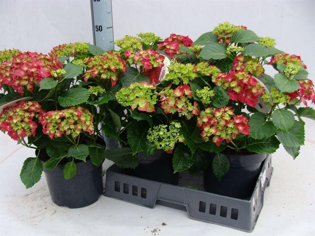 Горшечные цветы и растения оптом Hydrangea Mac. от 3шт из Голландии с доставкой по России