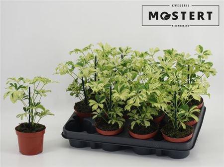 Горшечные цветы и растения оптом Schefflera Janine от 12шт (для телеги) из Голландии с доставкой по России Горшечные цветы и растения оптом Schefflera Janine от 12шт (для телеги) из Голландии с доставкой по России