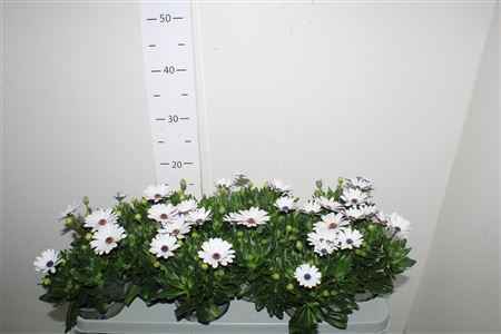 Горшечные цветы и растения оптом Osteo Ma White от 12шт из Голландии с доставкой по России