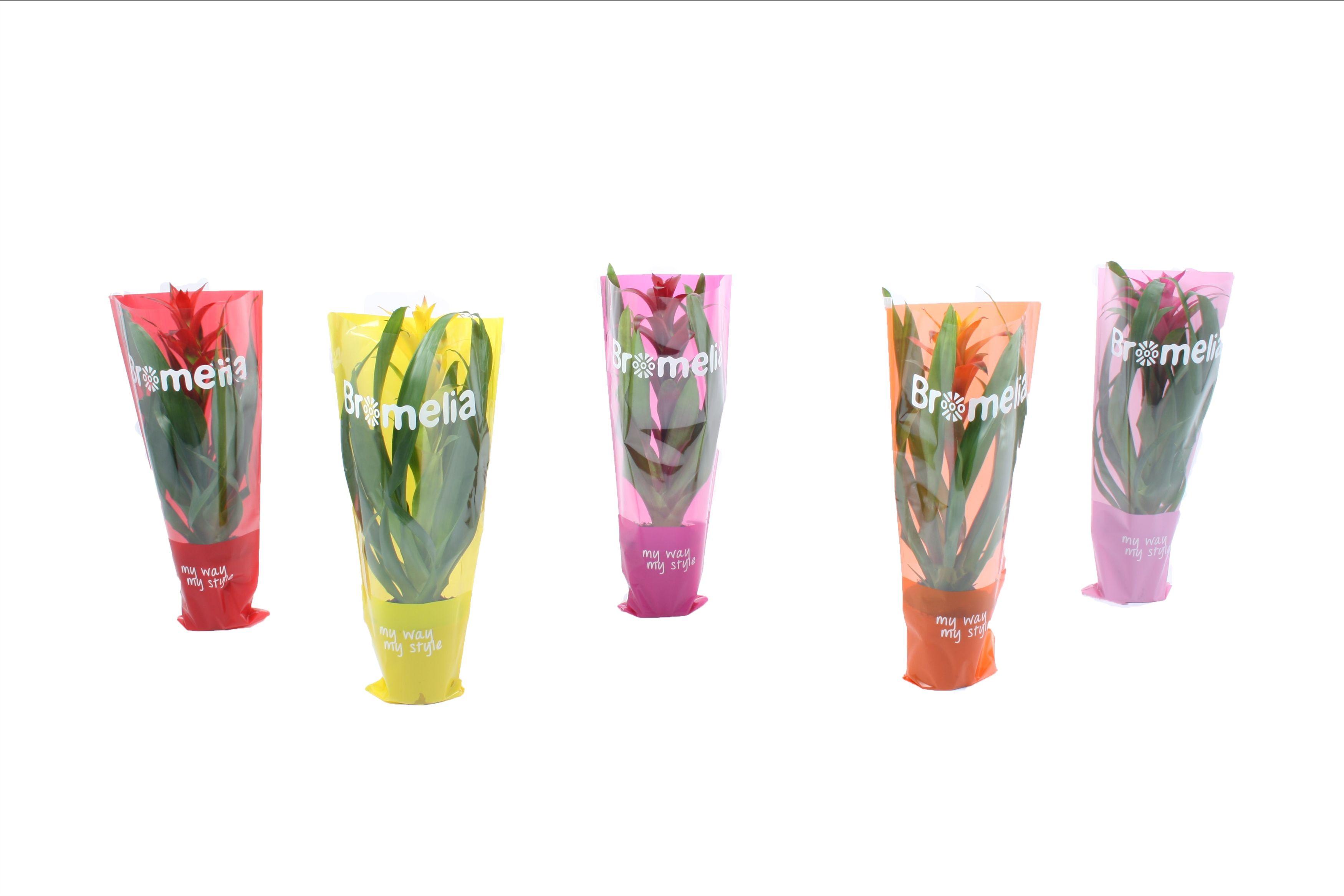 Горшечные цветы и растения оптом Guzmania Mix In Vensterhoes от 10шт из Голландии с доставкой по России