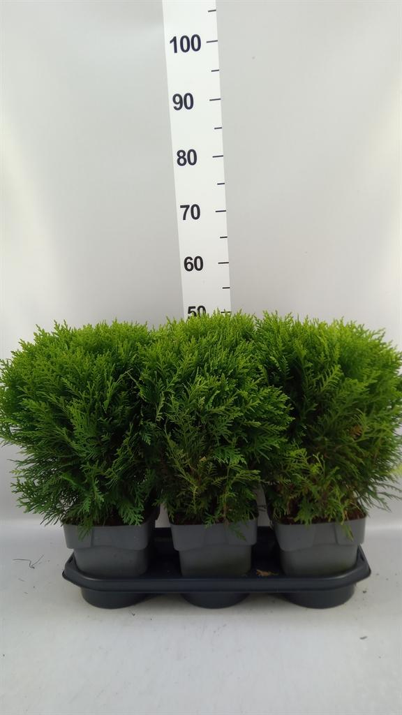 Горшечные цветы и растения оптом Thuja Occid. danica от 3шт из Голландии с доставкой по России