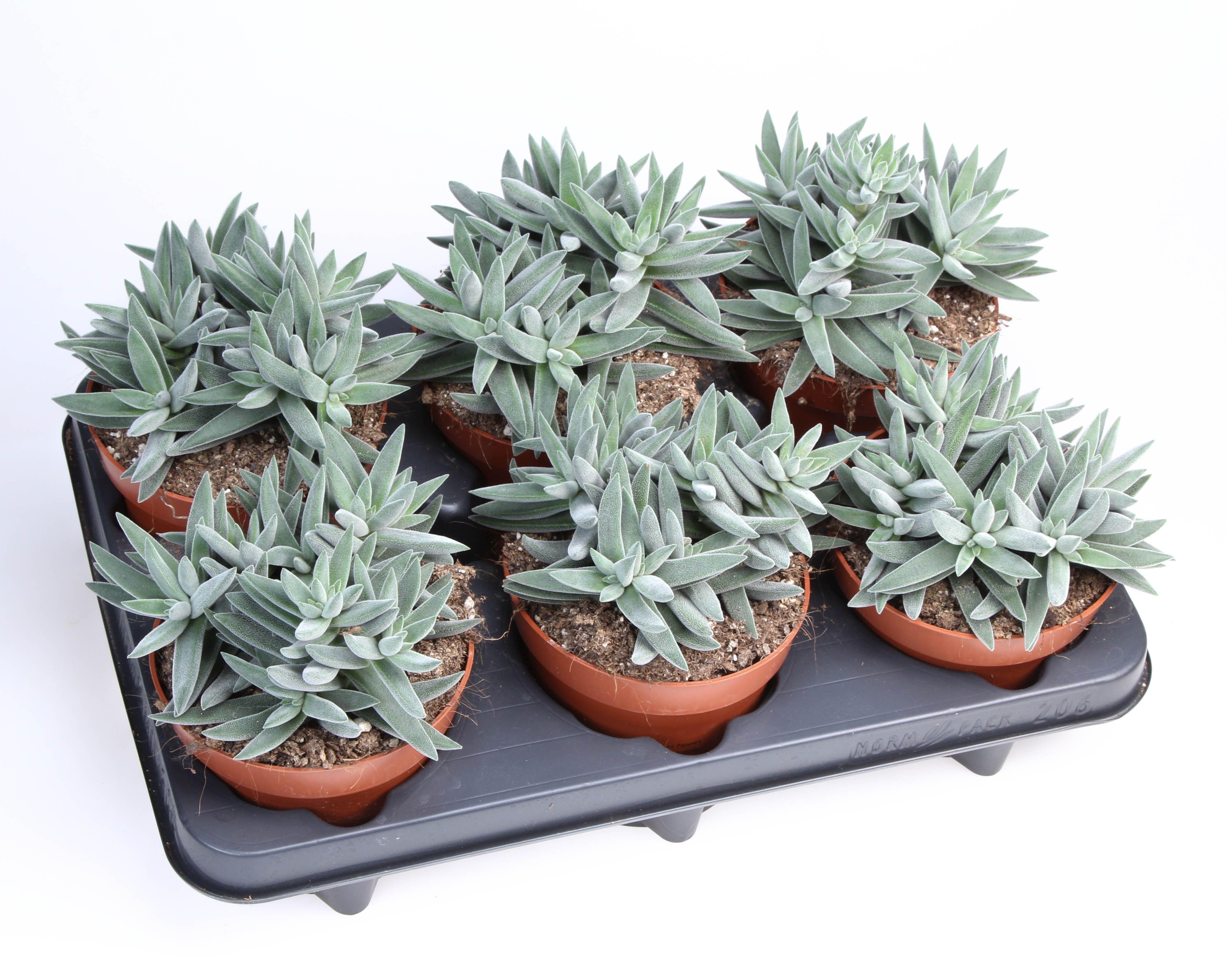 Горшечные цветы и растения оптом Crassula Silver от 6шт из Голландии с доставкой по России