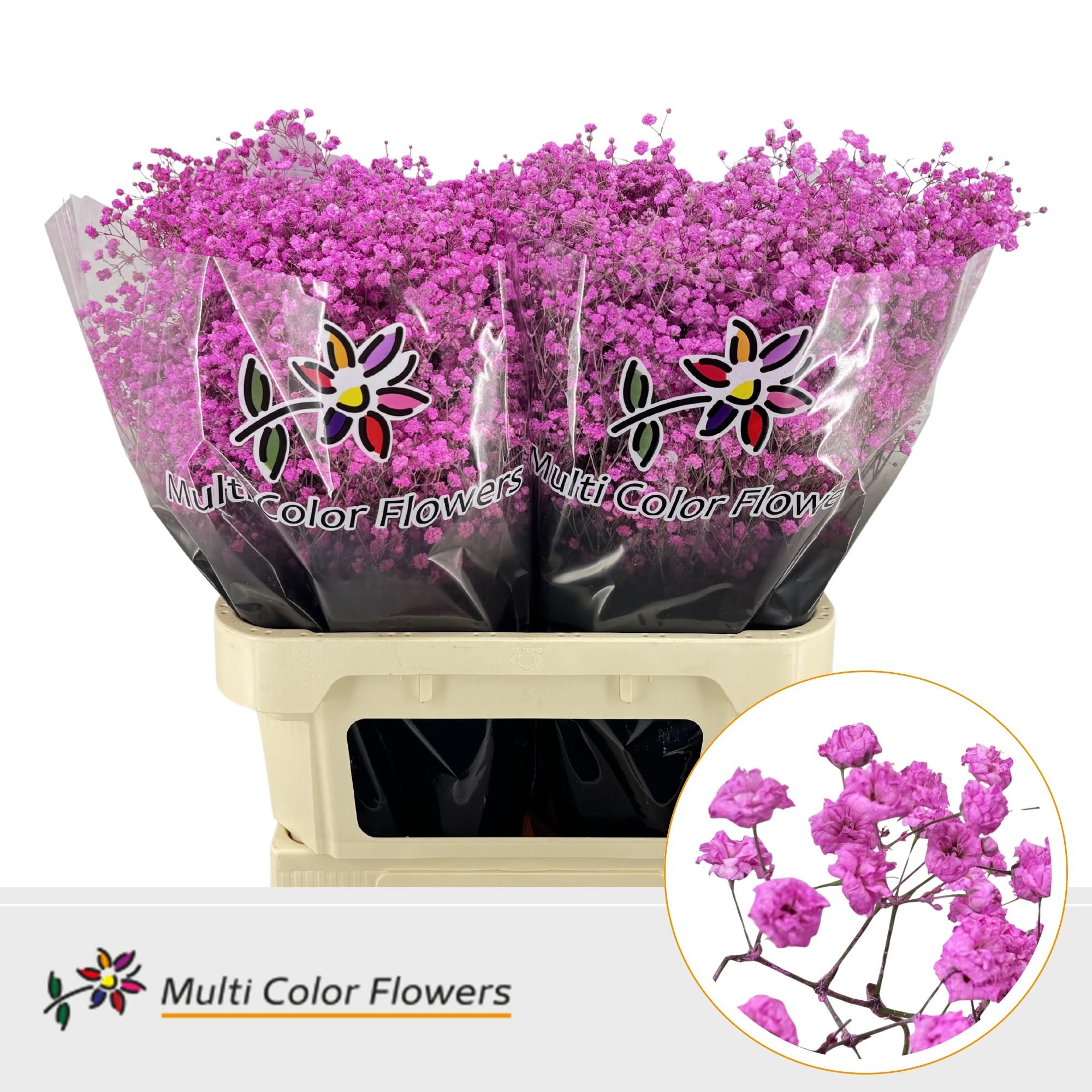 Срезанные цветы оптом Gyps large paint lady pink от 50шт из Голландии с доставкой по России