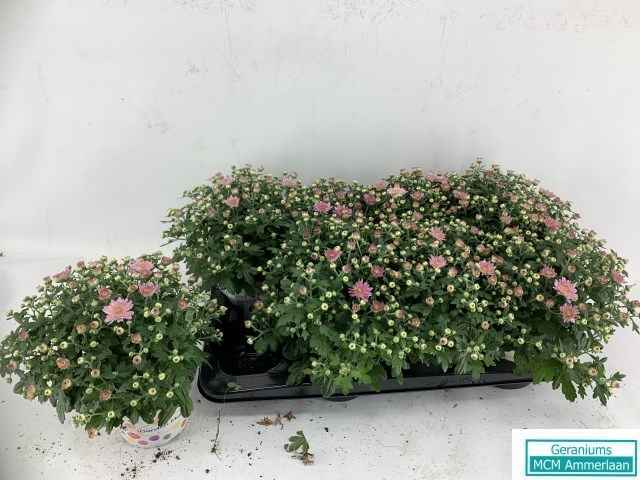 Горшечные цветы и растения оптом Chrysanthemum Paradiso Pink от 8шт из Голландии с доставкой по России