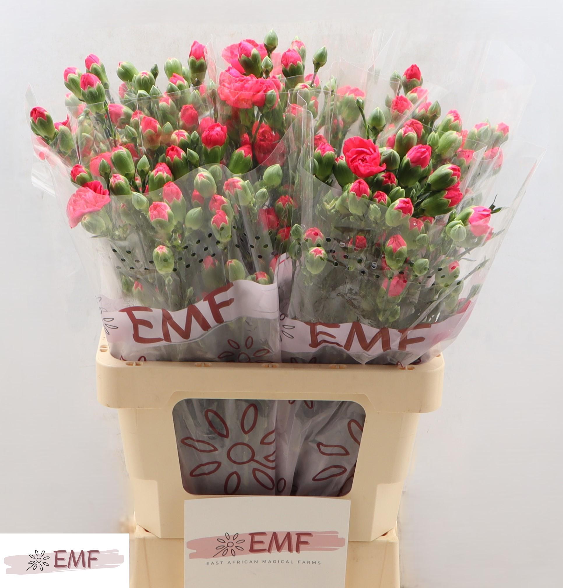 Срезанные цветы оптом Dianthus sp weekend от 60шт из Голландии с доставкой по России