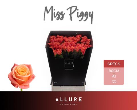 Срезанные цветы оптом Rosa large miss piggy Allure от 60шт из Голландии с доставкой по России