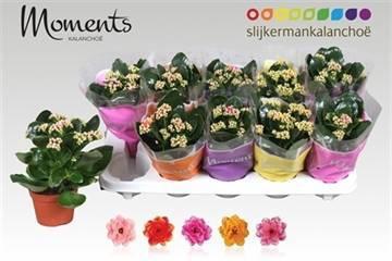 Горшечные цветы и растения оптом Kal Ge Gem 5 Kl от 10шт из Голландии с доставкой по России