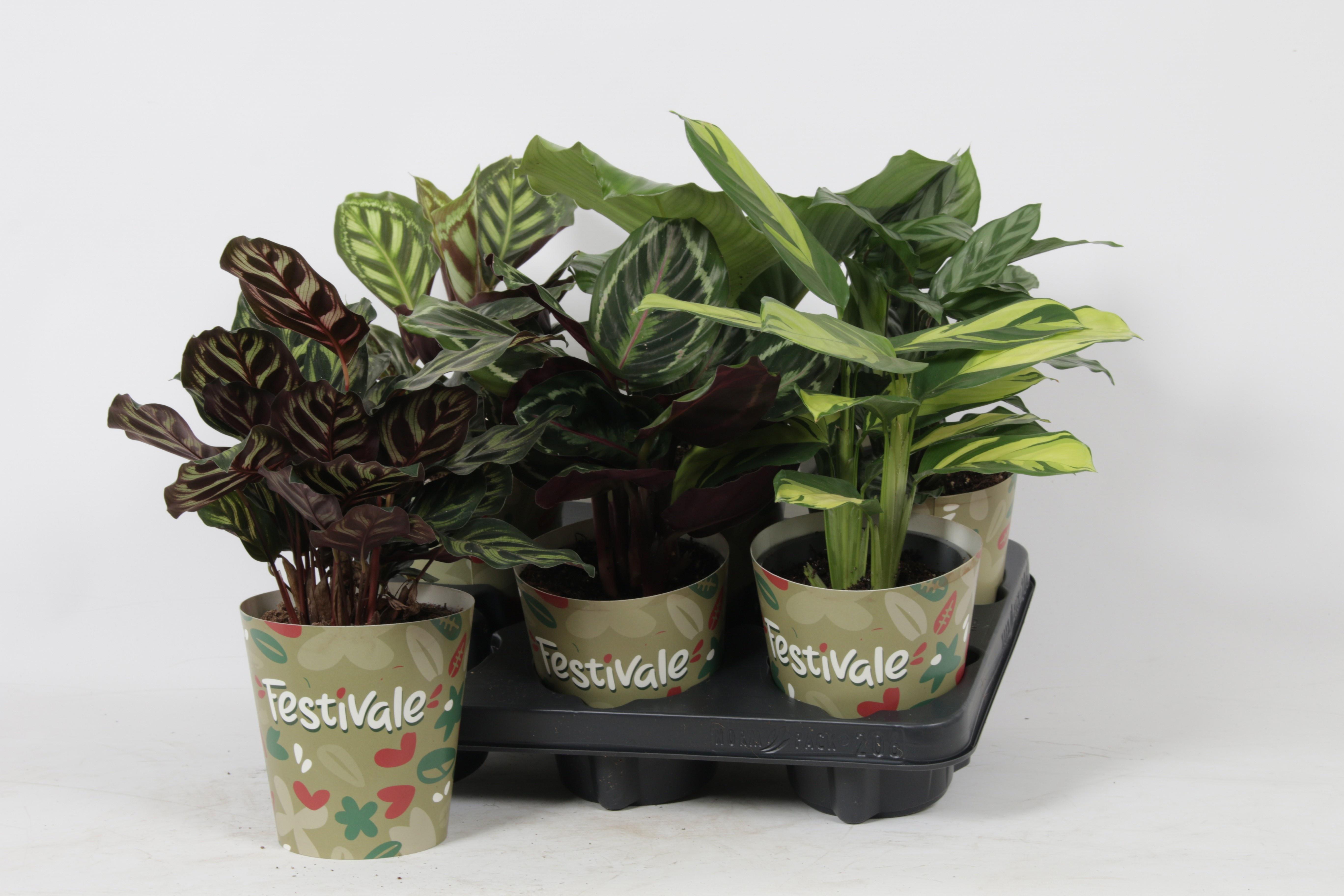 Горшечные цветы и растения оптом Calat Gem от 6шт из Голландии с доставкой по России