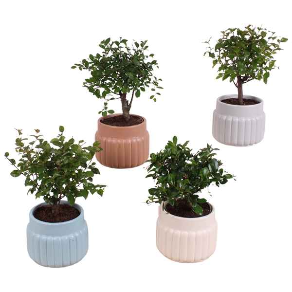 Горшечные цветы и растения оптом Bonsai Indoor Mix In Ceramic от 12шт из Голландии с доставкой по России