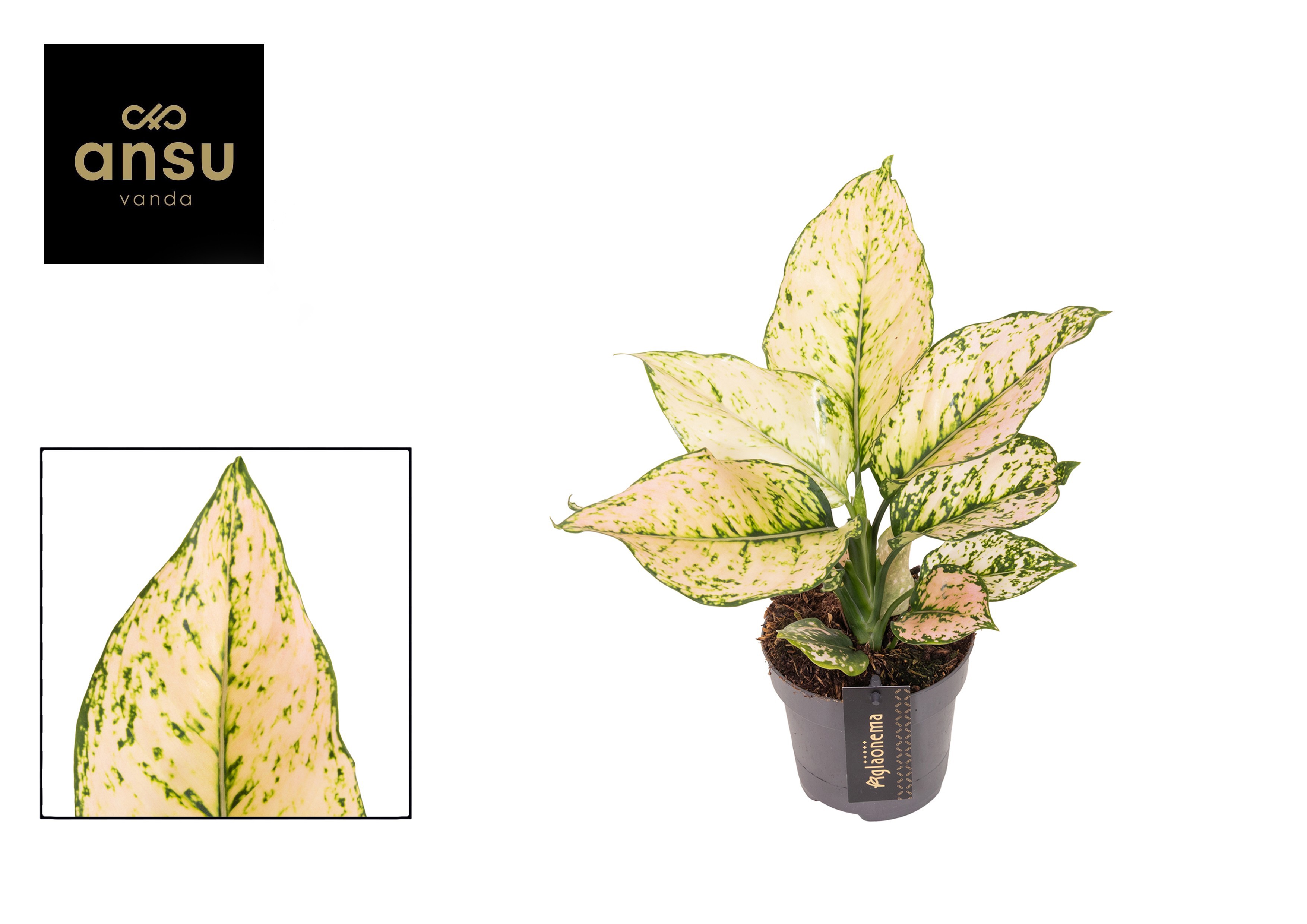 Горшечные цветы и растения оптом Aglaonema Pink Buttercup от 2шт из Голландии с доставкой по России