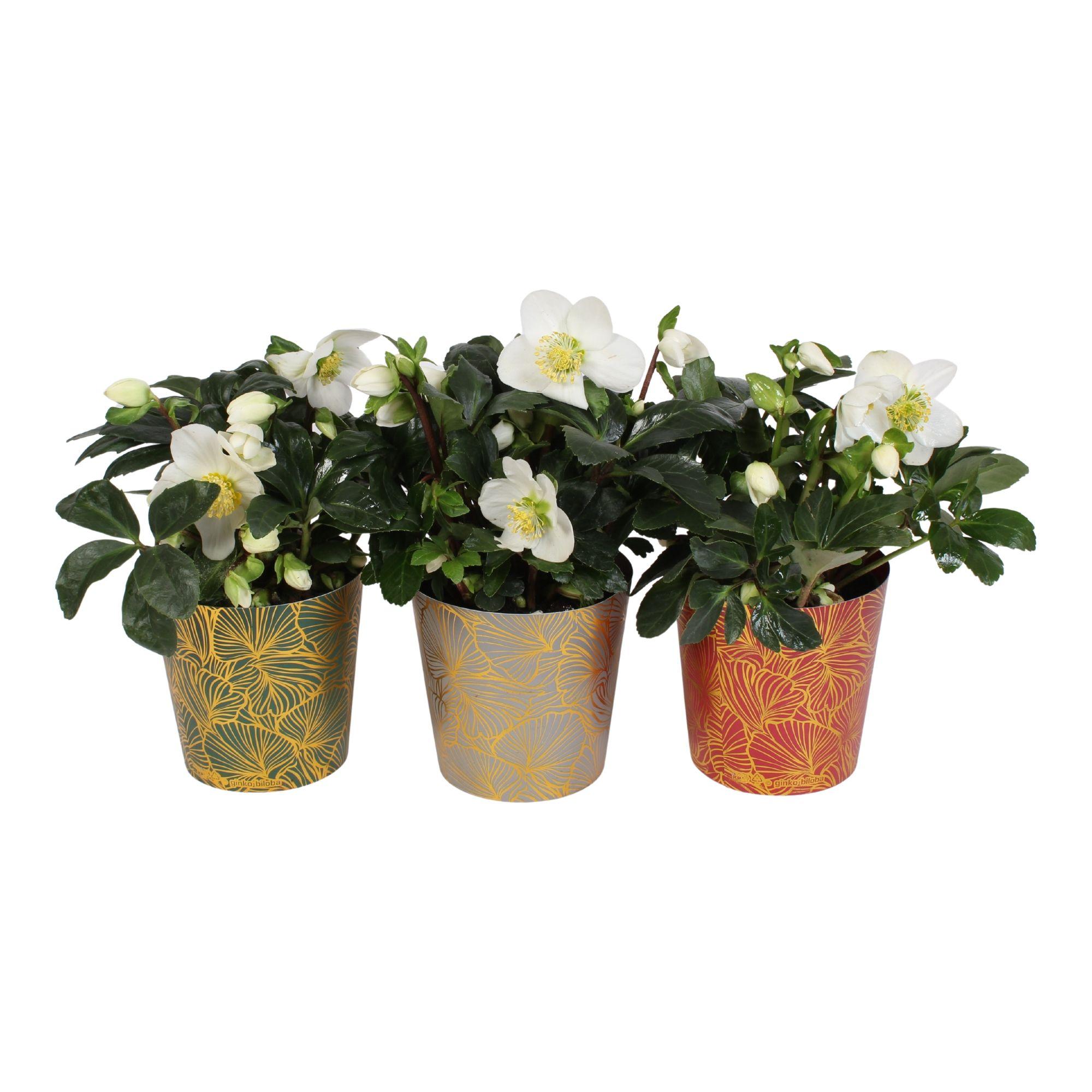 Горшечные цветы и растения оптом Helleborus N. Christmas Carol In Pot Ginko (plasti от 6шт из Голландии с доставкой по России