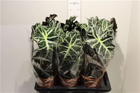 Горшечные цветы и растения оптом Aloc Polly 2 Stek от 6шт (для телеги) из Голландии с доставкой по России