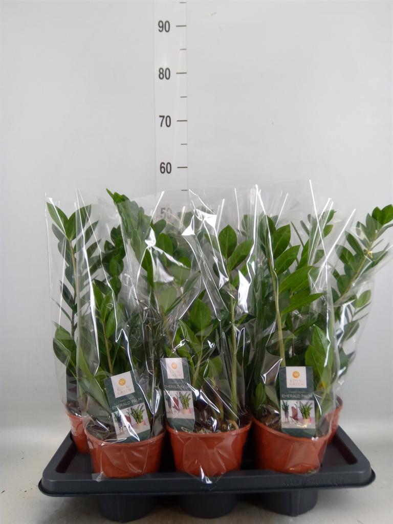 Горшечные цветы и растения оптом Zamioculcas Zamiifolia от 7шт из Голландии с доставкой по России